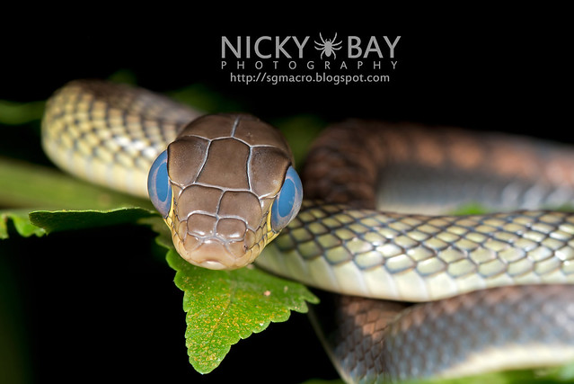 White bellied rat snake (Ptyas fusca) - DSC_2220