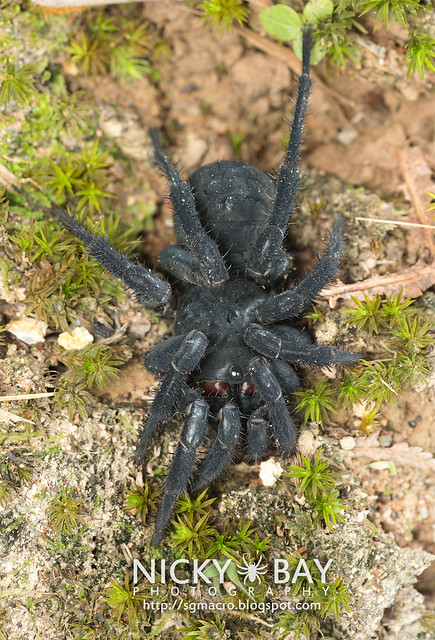 Black Armoured Trapdoor Spider (Liphistius malayanus) - DSC_6138