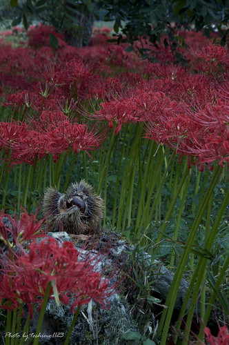 autumn flower japan hiroshima 日本 花 秋 kisa miyoshi 彼岸花 曼珠沙華 広島 lycoris radiata ヒガンバナ 三次 吉舎