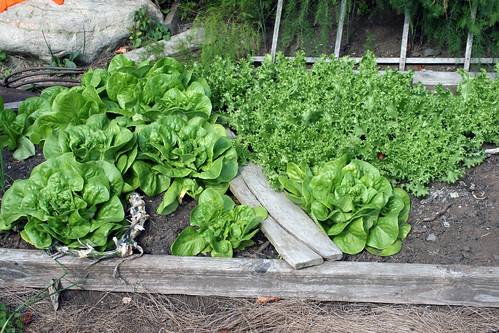 greens patch -  Endive Dubuisson and Butterhead Green Ermosa 080