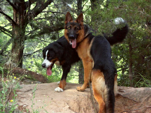 Shep and Bernese