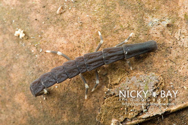 Firefly larva (Lampyridae) - DSC_6653