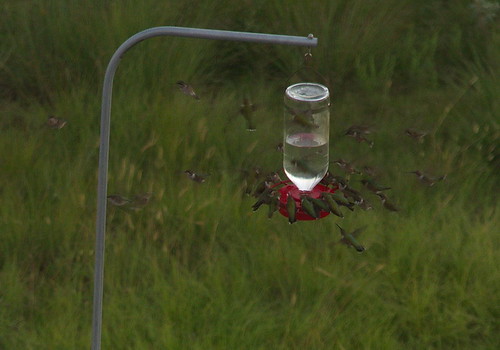 bird texas rubythroatedhummingbird archilochuscolubris