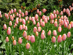 Dutch Tulips, Keukenhof Gardens, Netherlands - 3928