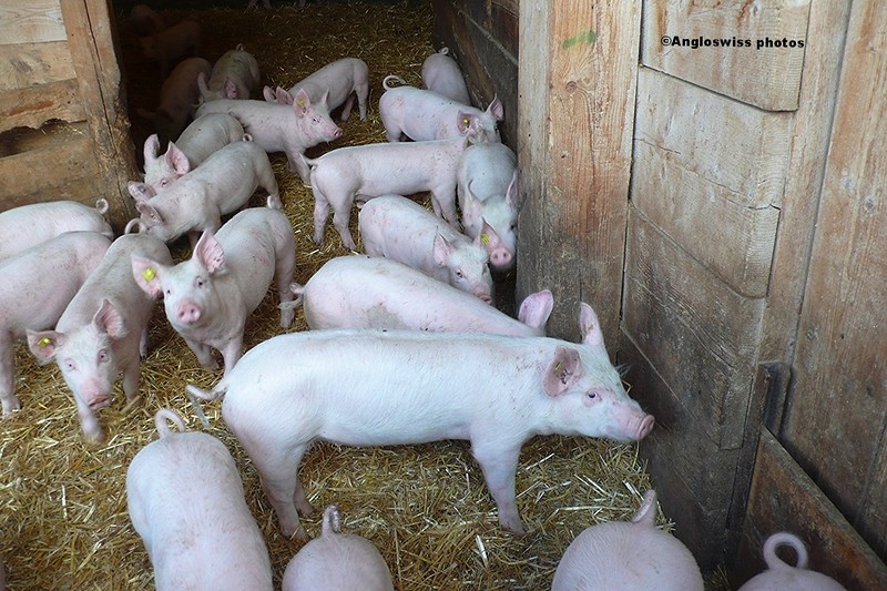 Pigs at Anita's Farm