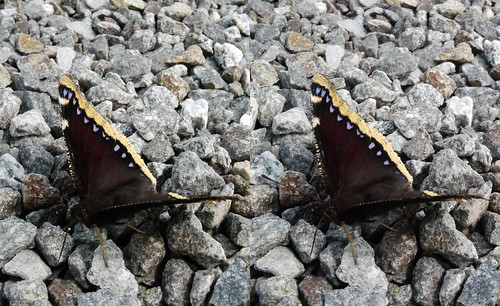 Nymphalis antiopa, stereo parallel view