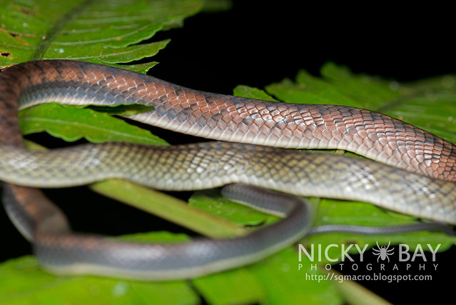 White bellied rat snake (Ptyas fusca) - DSC_2219