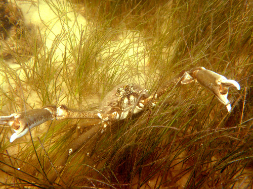 Spider Crab in St. Joe Bay