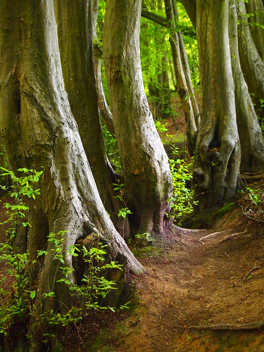 wood trees light tree green nature forest spring woods natural hues bark browns shade greenery bushes undergrowth pregamesweepwinner pregameduelwinner