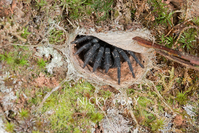 Black Armoured Trapdoor Spider (Liphistius malayanus) - DSC_5431