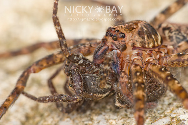Huntsman Spider (Sparassidae) - DSC_5397