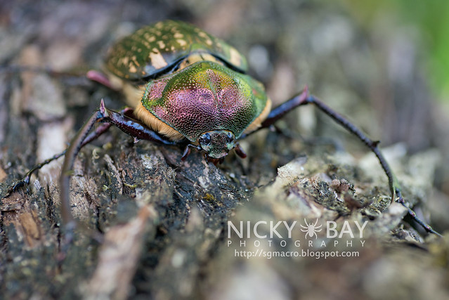 Scarab Beetle (Cheirotonus sp.) - DSC_6569