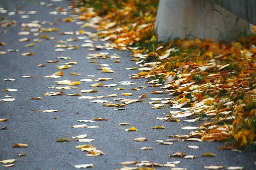 street autumn fall leaves dof pavement 365daychallenge canoneos7d