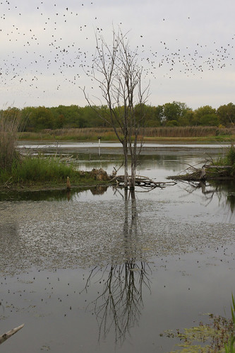 water birds flock deadtree migration bannermarsh illinoisdepartmentofnaturalresources