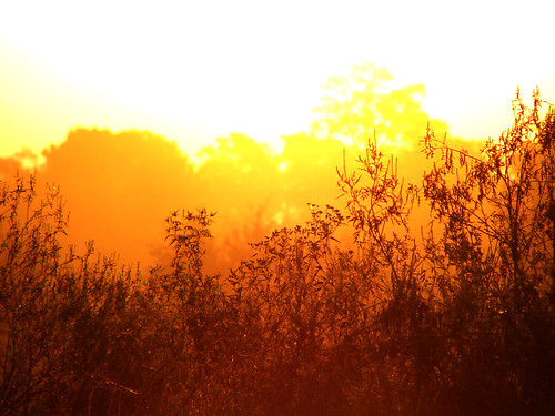 orange sun field grass silhouette yellow sunrise