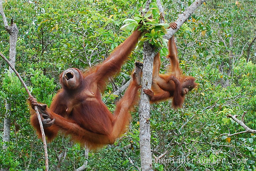 orangutan at Tanjung Putting National Park Indonesia (8)
