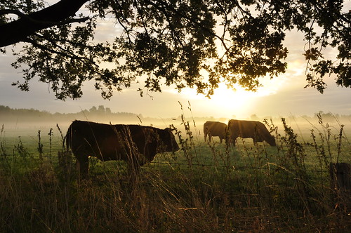 morning mist field sunrise cows aamsveen alstätte amtsvenn