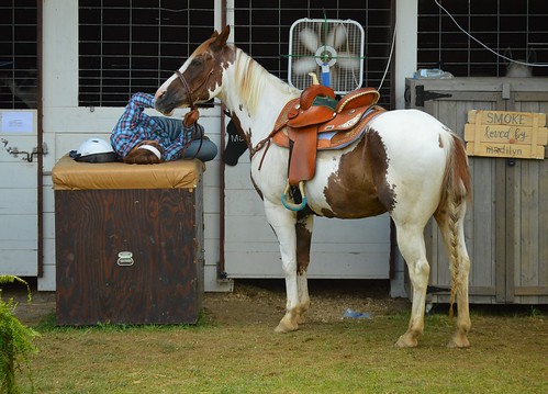 hartford fair horse owner show 4h