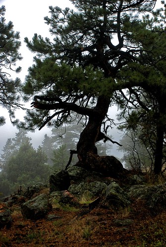 park morning mist tree nature rock misty fog pine moss colorado view image foggy bristlecone pinus aristata mtfalcon