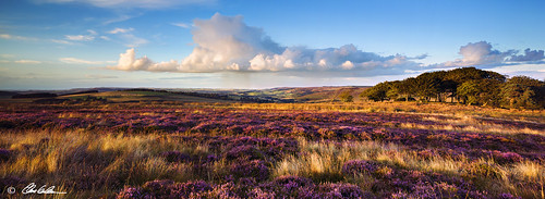 light colour clouds landscape heather panoramic alnwick northumberland moors colourful moor eveninglight heathland rothbury calluna callunavulgaris edlingham lishman chrislishman