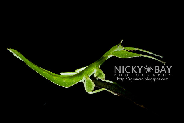 Gray's Leaf Insect (Phyllium bioculatum) - DSC_5051