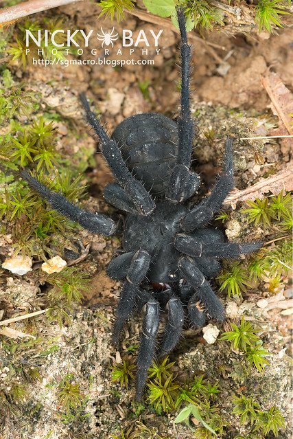 Black Armoured Trapdoor Spider (Liphistius malayanus) - DSC_6156