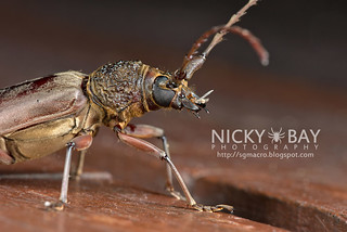 Longhorn Beetle (Cerambycidae) - DSC_9042