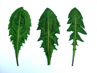 Some dandelion leaf shape variations