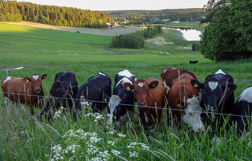 cow meadow ko sverige äng västernorrlandslän kragom