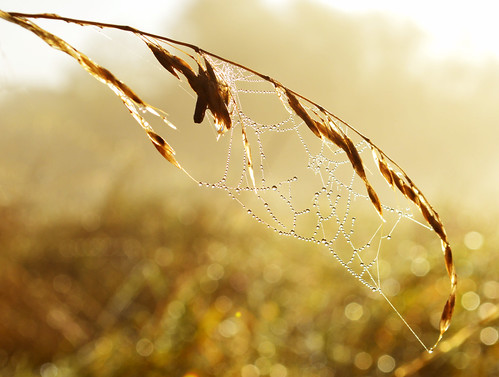morning abstract macro nature sunrise photography golden cobweb dew hertfordshire harpenden leavalley riverlea timandrews batford
