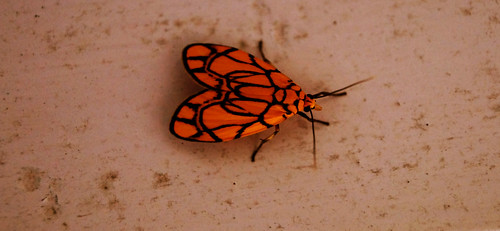 india beautiful insect moth assam