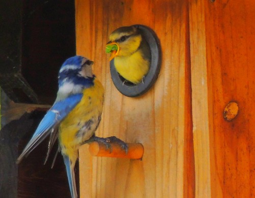 mygarden meingarten naturgarten blaumeise bluetit nisthilfe nestingbox vogelhäuschen raupe