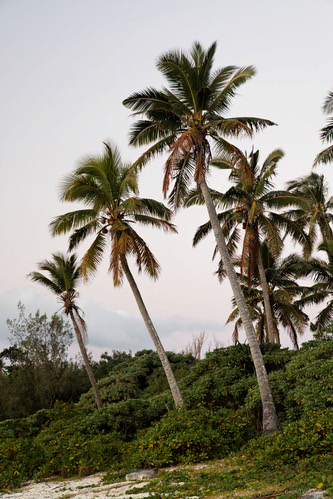 ocean trees sunset beach coral island twilight pacific coconut palm tonga canonef24105mmf4lisusm tongatapu canon24105 haatafu canoneos5dmarkii