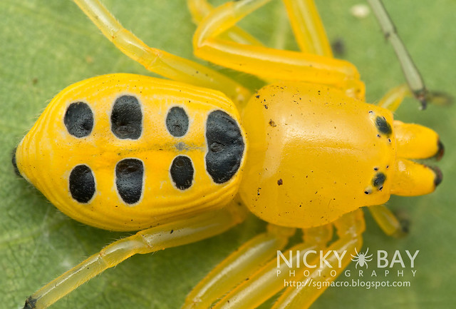 Eight Spotted Crab Spider (Platythomisus octomaculatus) - DSC_2997