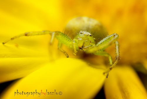 macro nature spider nikon australia explore adelaide southaustralia kenko macrolife