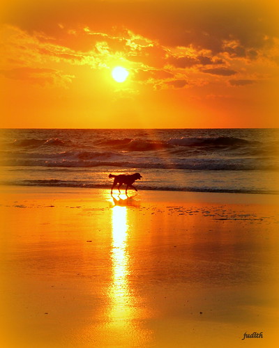 ocean dog beach goldenretriever sunrise newjersey wildwood
