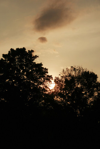 trees sunset sky
