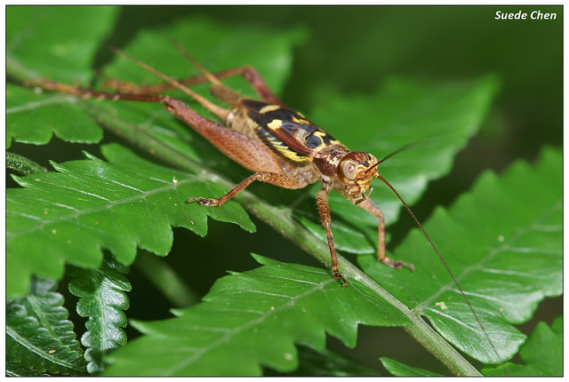 黃斑鐘蟋蟀 Cardiodactylus novaeguineae (Haan, 1842)