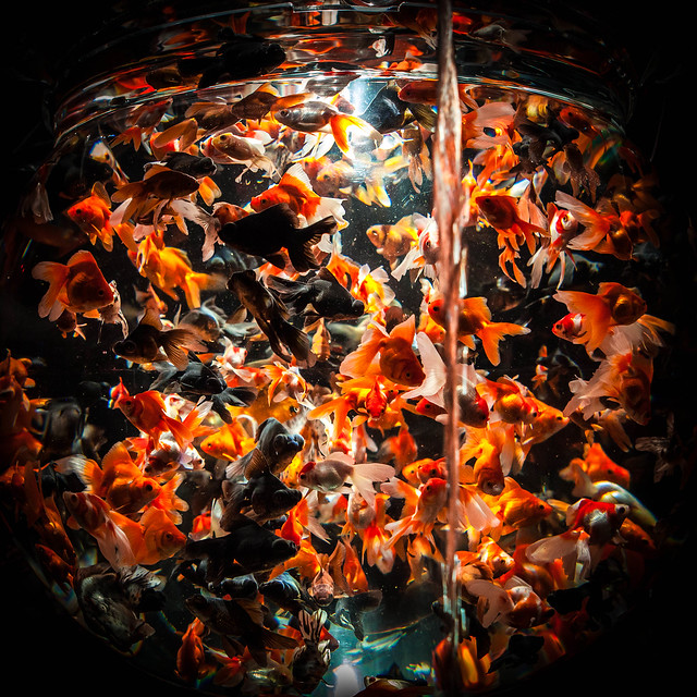 Image result for goldfish tank