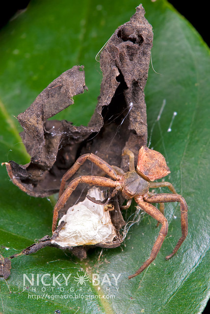 Crab Spider (Thomisidae) - DSC_6021