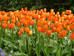 Dutch Tulips, Keukenhof Gardens, Holland - 3937