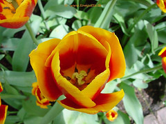 Dutch Tulip, Keukenhof Gardens, Netherlands - 3929
