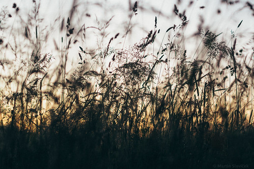 2016 cze czechrepublic dreamy silhouette light natur morning sunrise field wilderness abstract closeup bokeh plant dof depthoffiled texture beautyinnature olympus epl7 olympusepl7 f18 depthoffield
