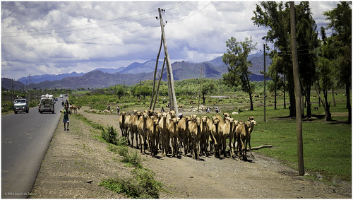 camel car ethiopia mountain road shepherd tree southtigray tigray