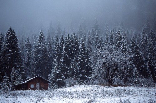 passcreek bc forest snow trees winter