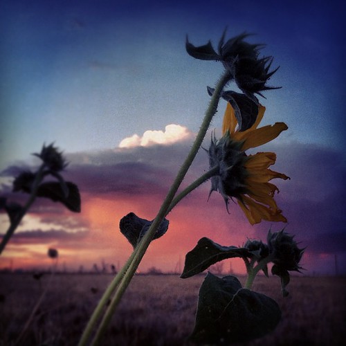 sunset honda square roadtrip squareformat sunflower motorcycle sutro wyoming magna twoup motorcycleroadtrip iphoneography instagramapp uploaded:by=instagram foursquare:venue=4c09de6e009a0f47079be8bf
