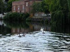Swan Family (122/365)