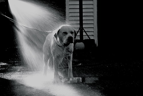 blackandwhite dog blackwhite bath labrador yellowlab