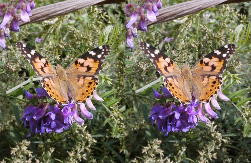 Vanessa cardui, stereo parallel view