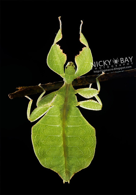 Gray's Leaf Insect (Phyllium bioculatum) - DSC_5061
